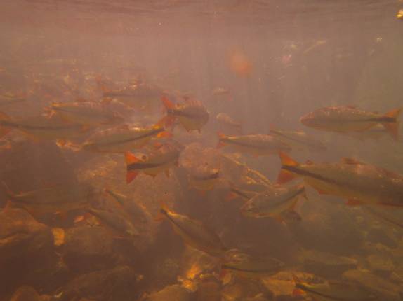 Peixes nadam no lago da Cachoeira da Serra Azul, em Bom Jardim, em Mato Grosso